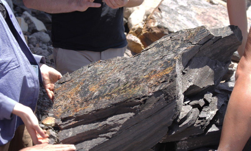 At an outcrop north of Sydney, Australia, the research team unearths a rock covered in fossil leaves of the extinct ‘seed fern’ Dicroidium